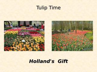 holanda_tulipas.ppt